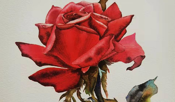 分享我画的一朵水彩玫瑰花